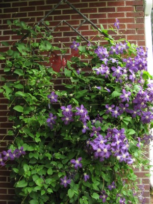 Trellis and clematis