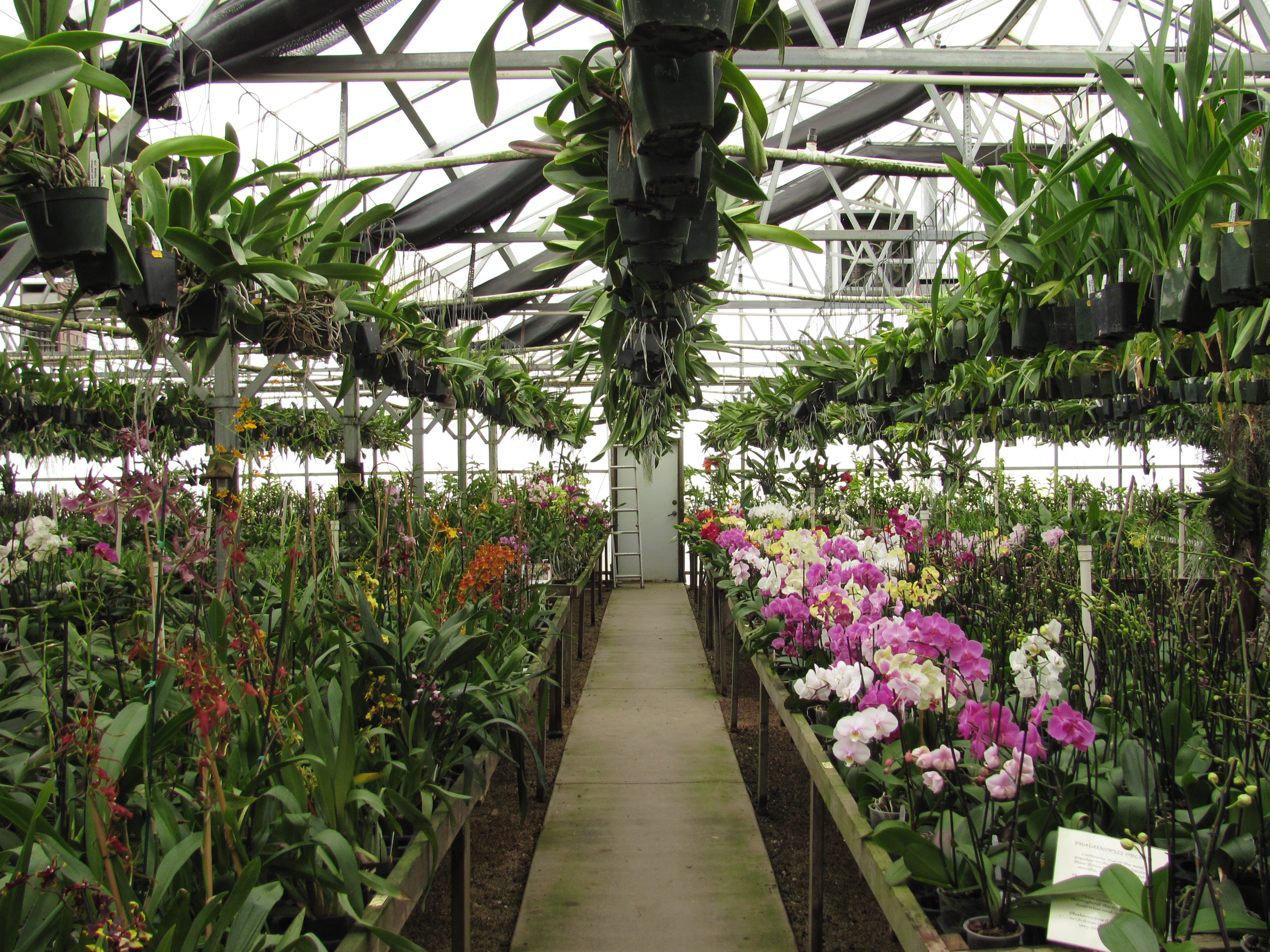 2016-01bFantasy Orchids-greenhouse center-by Barb Gorges.JPG