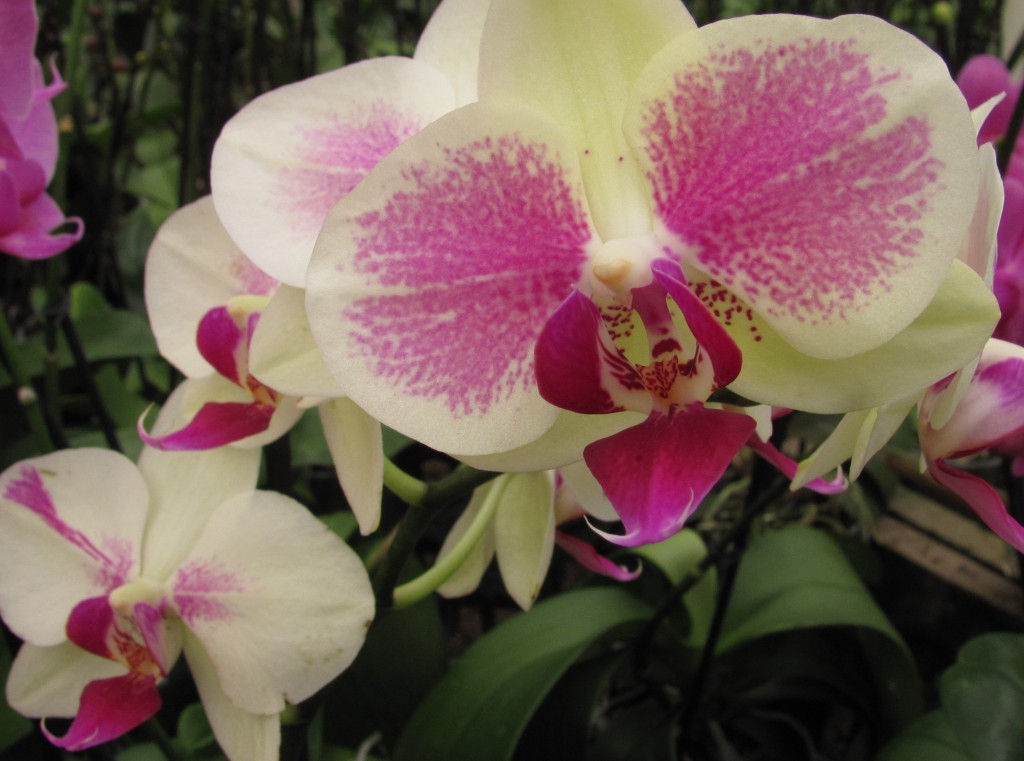 2016-01bFantasy Orchids-Phalaenopsis2-by Barb Gorges