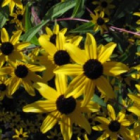 Winter sown seeds 5 - Black-eyed Susan- by Barb Gorges