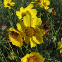 Winter sown seeds 7 - Coreopsis species - by Barb Gorges