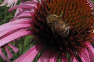2016-4coneflower - honey bee worker - Barb Gorges