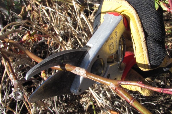 2016-5-Wanda Manley's Felco pruners by Barb Gorges