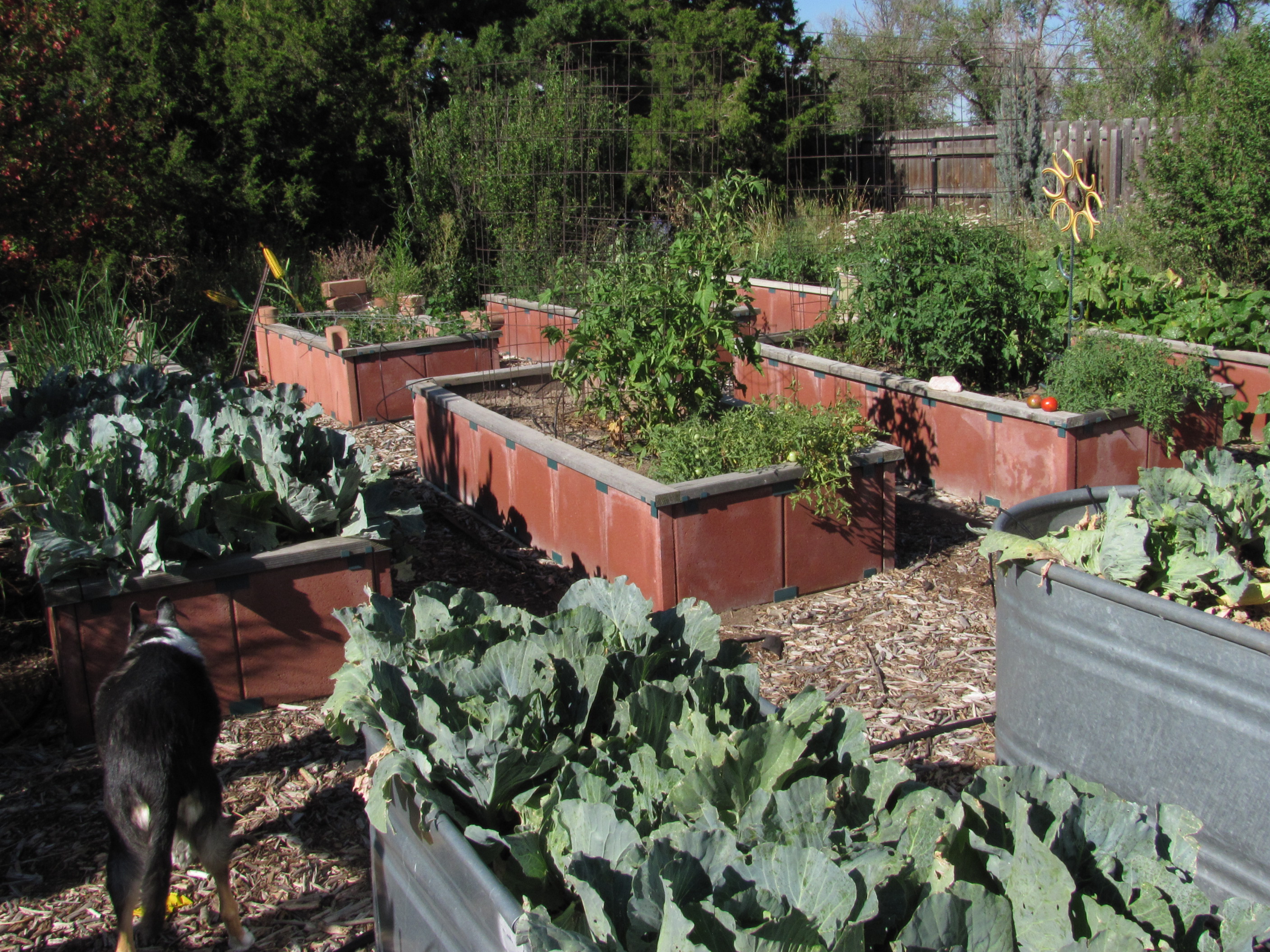 2016-6a raised beds 2