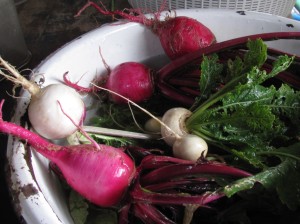2016-9-rusty-brinkman-beets-and-radishes-by-barb-gorges