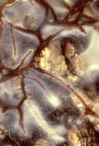 2017-05 Lowenfels-Ectomycorryhizal fungi