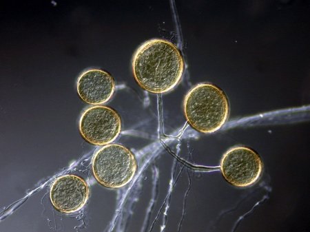 2017-05Lowenfels-Endomycorrhizal fungi