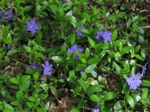 2017-08 Periwinkle by Barb Gorges
