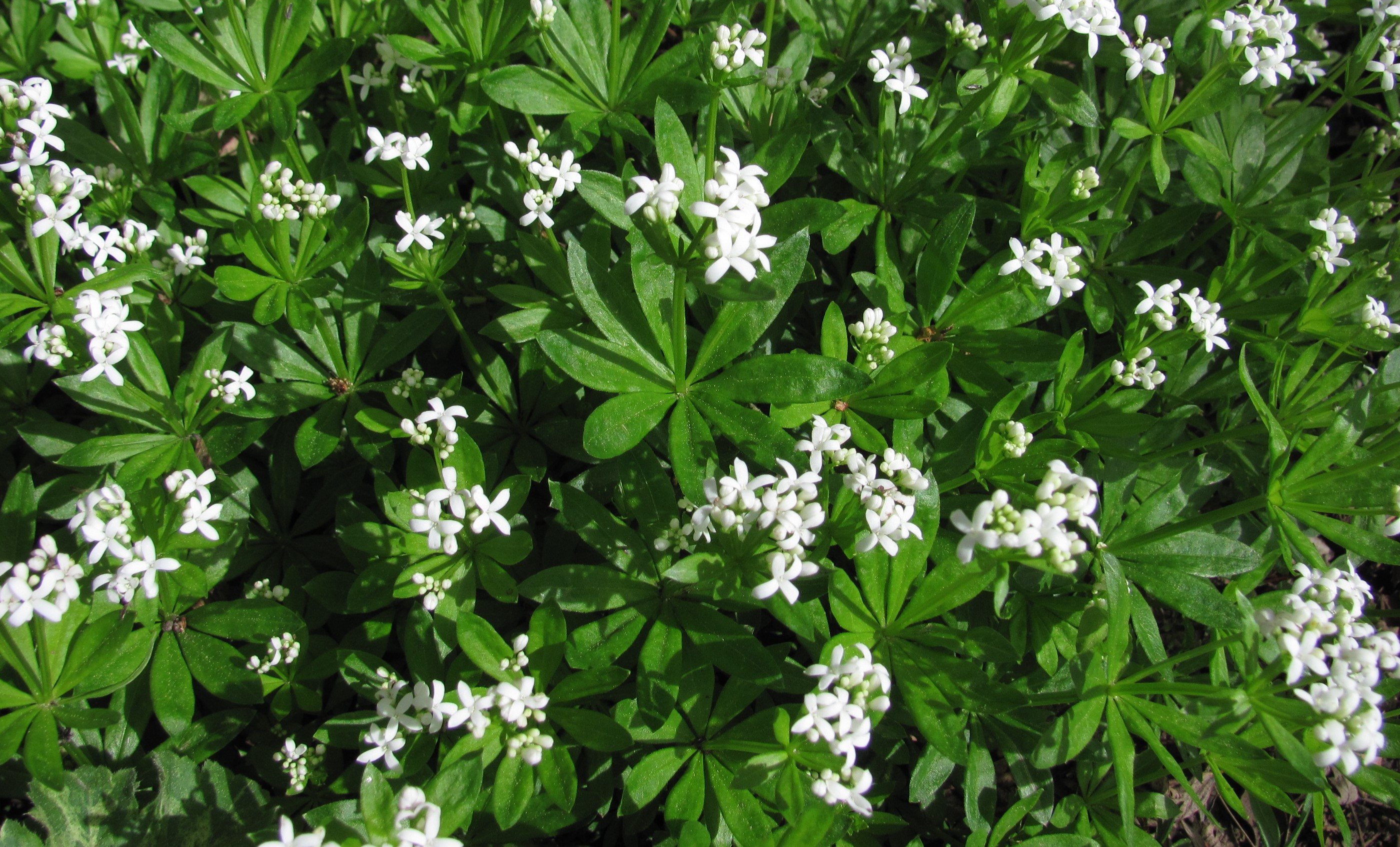2017-8 Sweet Woodruff by Barb Gorges