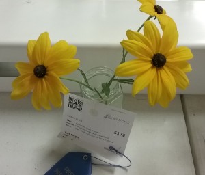 2017-09 Rudbeckia entry by Barb Gorges
