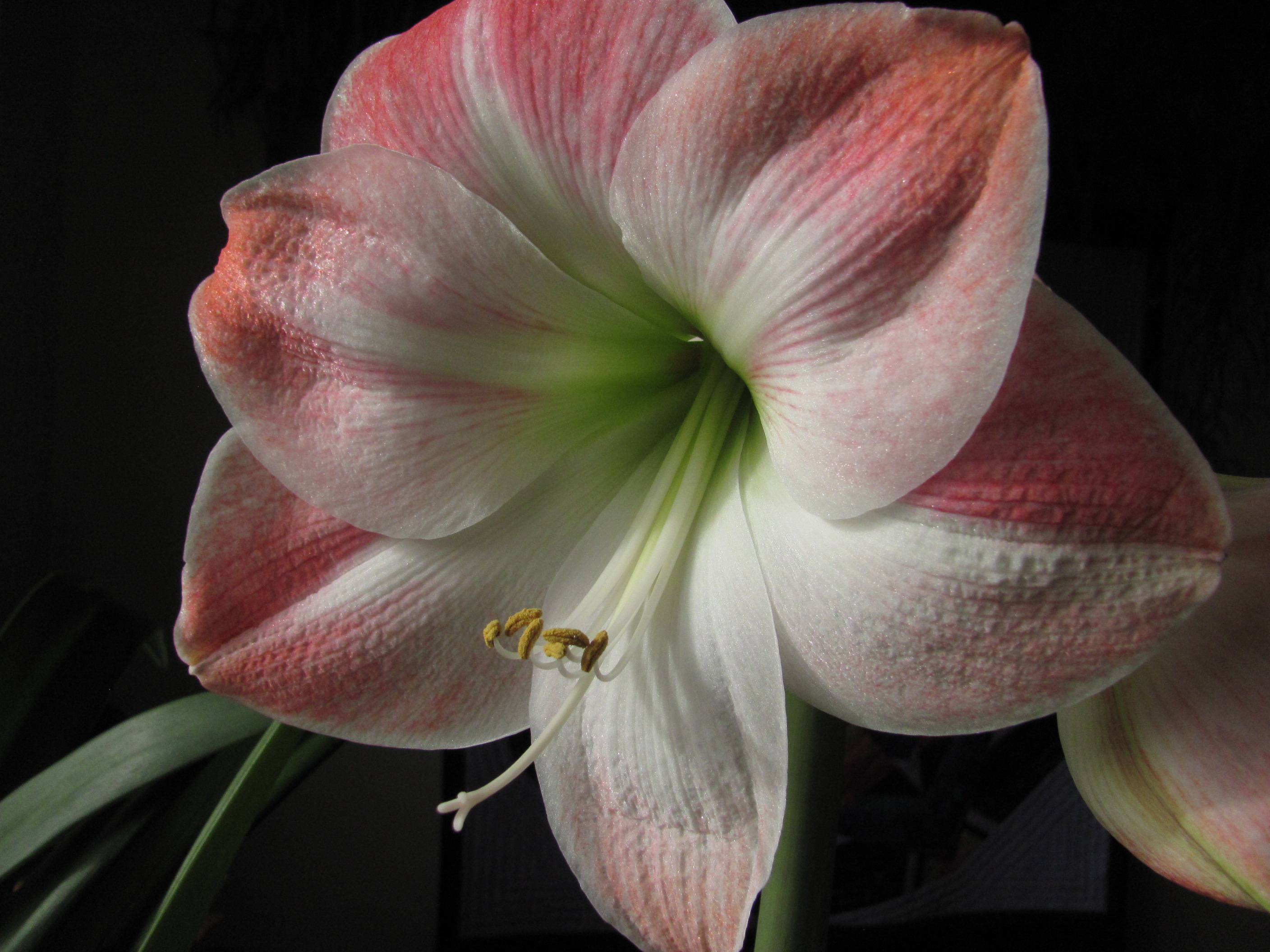 2017-12amaryllis w stylus pollination-ready Barb Gorges