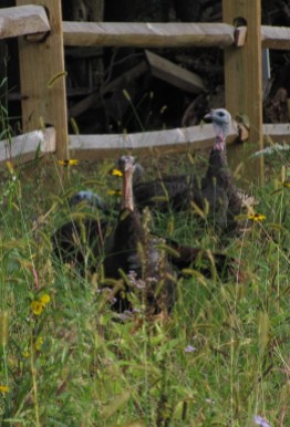 Churchville Nature Center, wild turkeys stroll through. Photo by Barb Gorges.