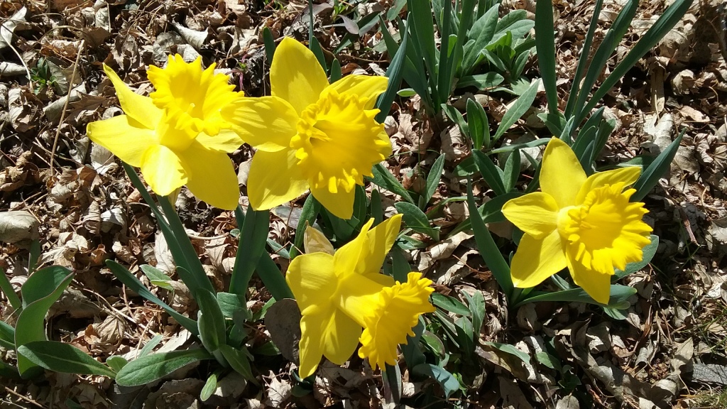 2018-09 Daffodil-Barb Gorges