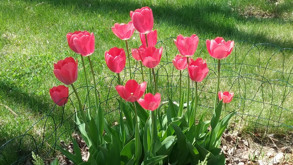 2018-09 pink tulips-Barb Gorges