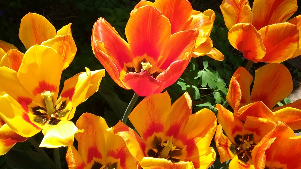 2018-09 tulips-Barb Gorges