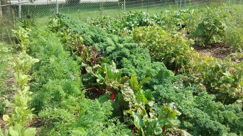 2019-01 sandra cox vegetable garden