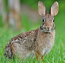 2019-06-Eastern_Cottontail--wikipedia