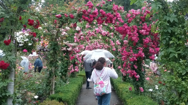 2019-08 Butchart Gardens - rose garden, Barb Gorges