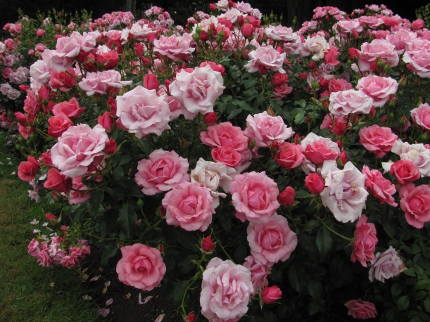 2019-08 Stanley Park rose garden, Barb Gorges