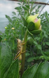 Grasshopper on dahlia