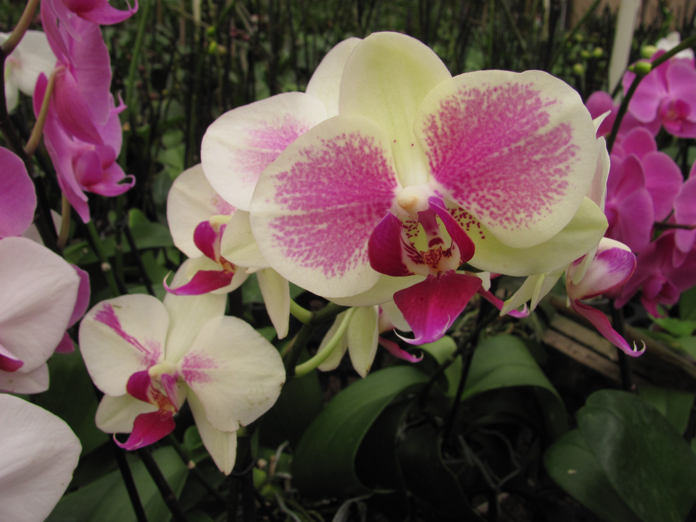 Rare Mixed Colorful Phalaenopsis Amabilis Butterfly Orchid 100 seeds 
